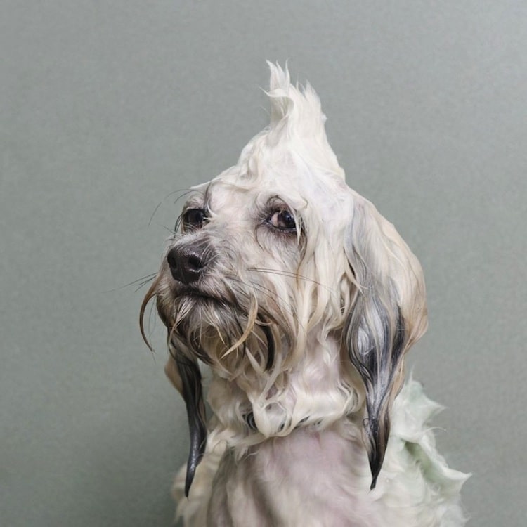 How Photographers Have Elevated Pet Photography Into an Art Form