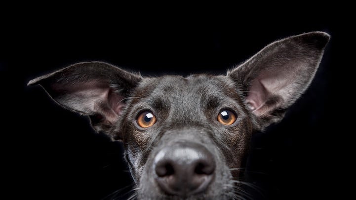 How Photographers Have Elevated Pet Photography Into an Art Form