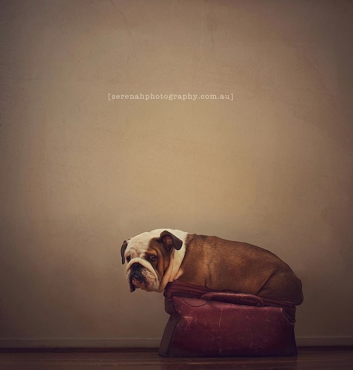 Best Pet Photography