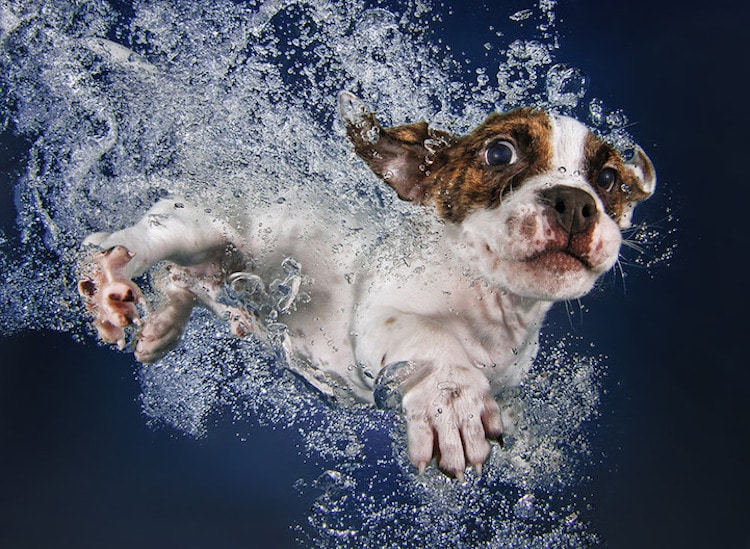 How Photographers Have Elevated Pet Photography Into an Art Form