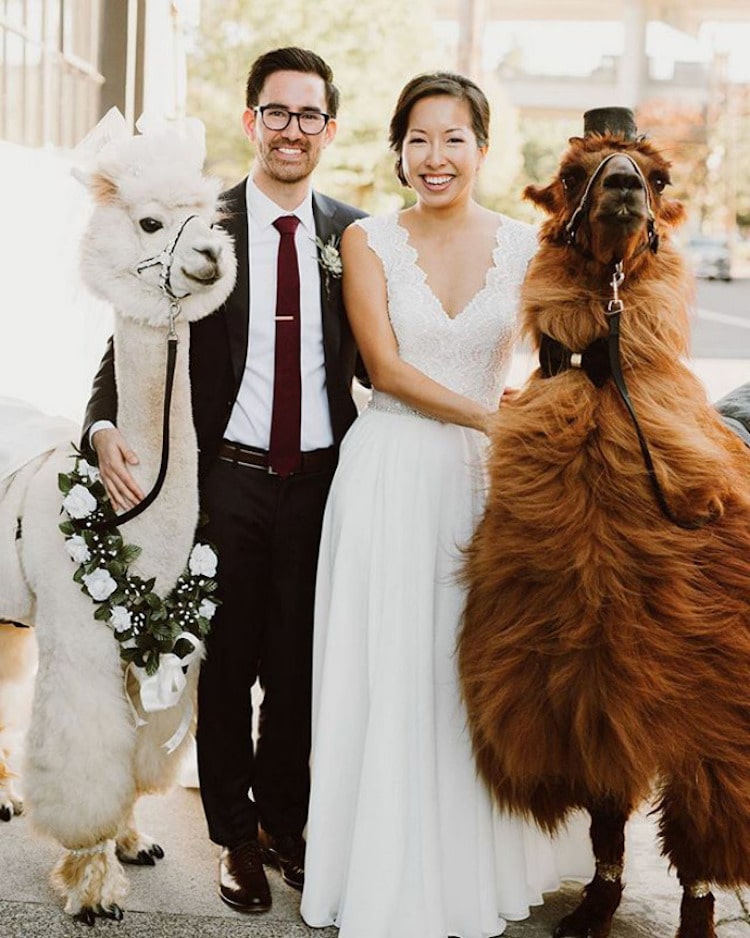 Wedding Llamas Mtn Peaks Therapy Llamas and Alpacas Llama Wedding Wedding Llamas Photography