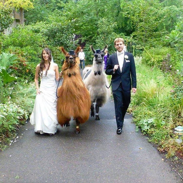 Wedding Llamas Mtn Peaks Therapy Llamas and Alpacas Llama Wedding Wedding Llamas Photography