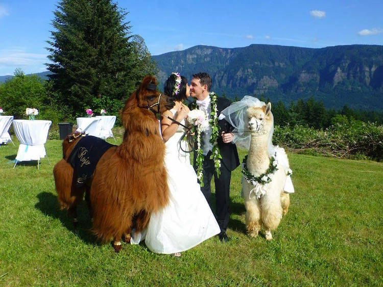 Wedding Llamas Mtn Peaks Therapy Llamas and Alpacas Llama Wedding Wedding Llamas Photography