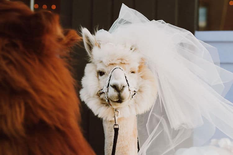 Wedding Llamas Mtn Peaks Therapy Llamas and Alpacas Llama Wedding Wedding Llamas Photography