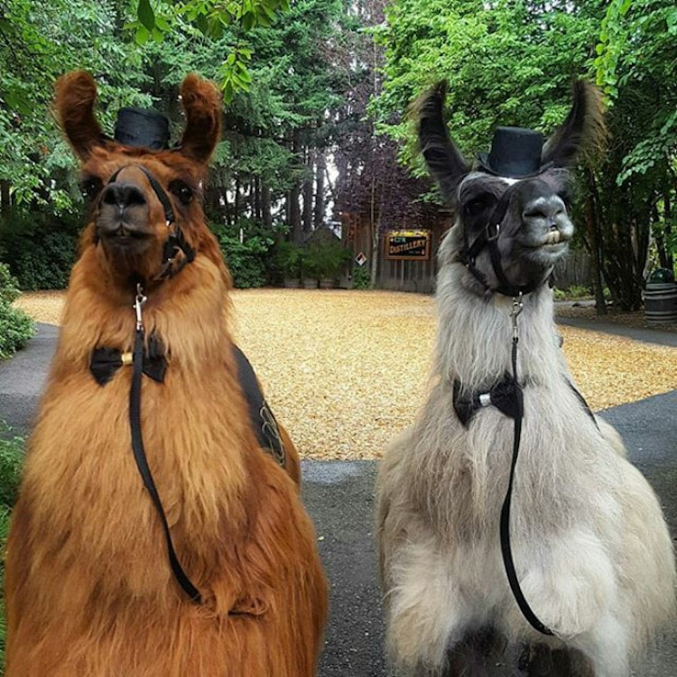 Wedding Llamas Mtn Peaks Therapy Llamas and Alpacas Llama Wedding Wedding Llamas Photography