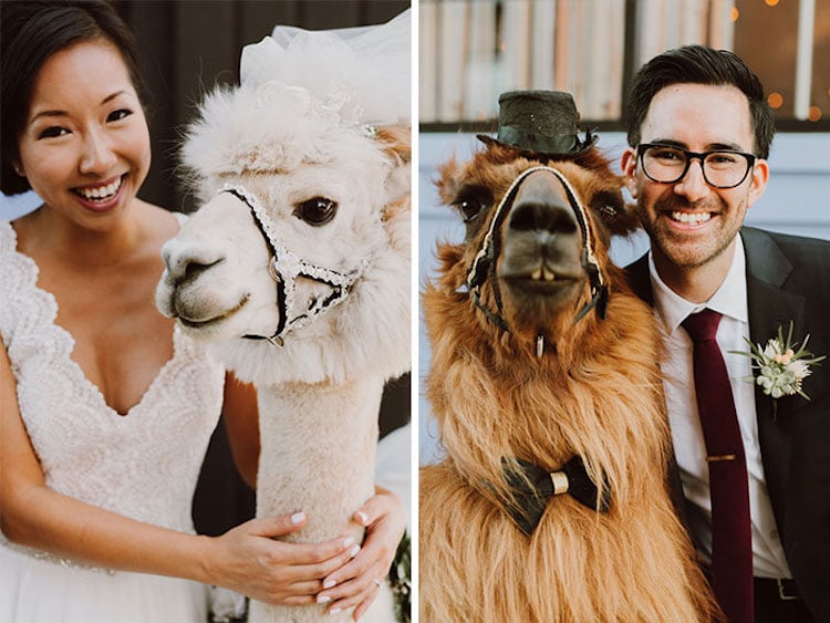 Wedding Llamas Mtn Peaks Therapy Llamas and Alpacas Llama Wedding Wedding Llamas Photography