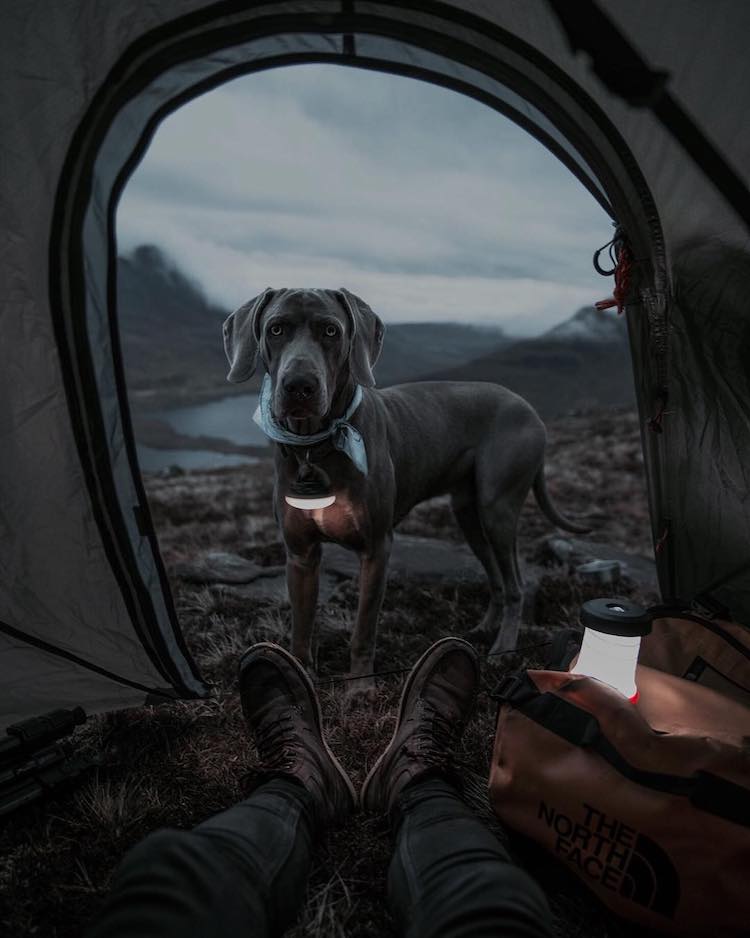 fran mart Weimaraner photo