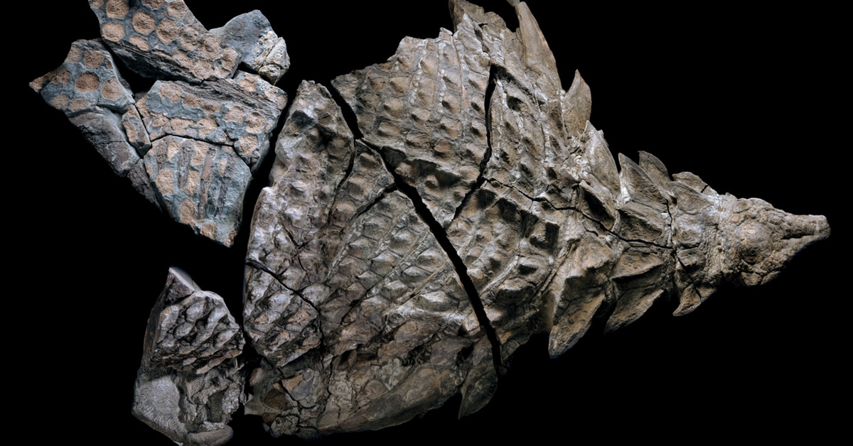 Nodosaur Fossil Discovered Accidentally by Canadian Miners