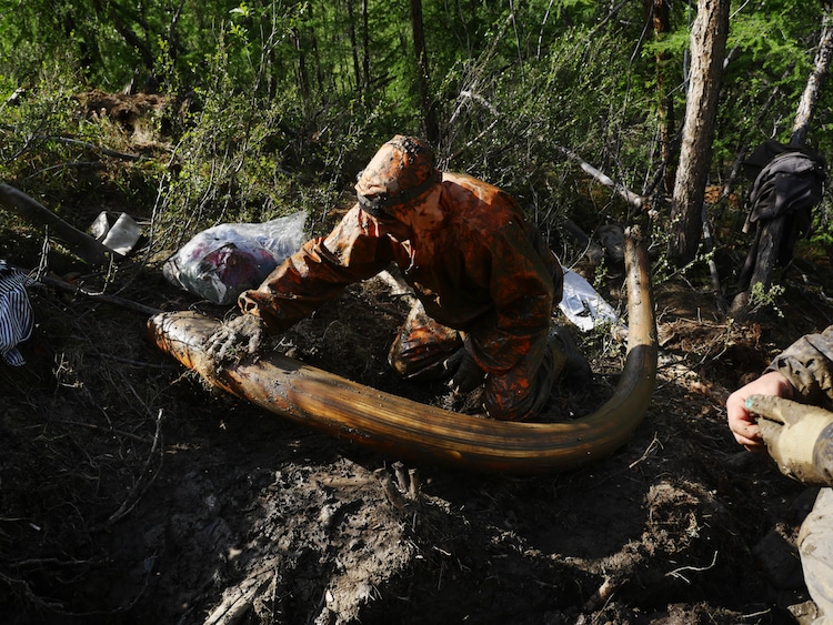 mammoth ivory siberia