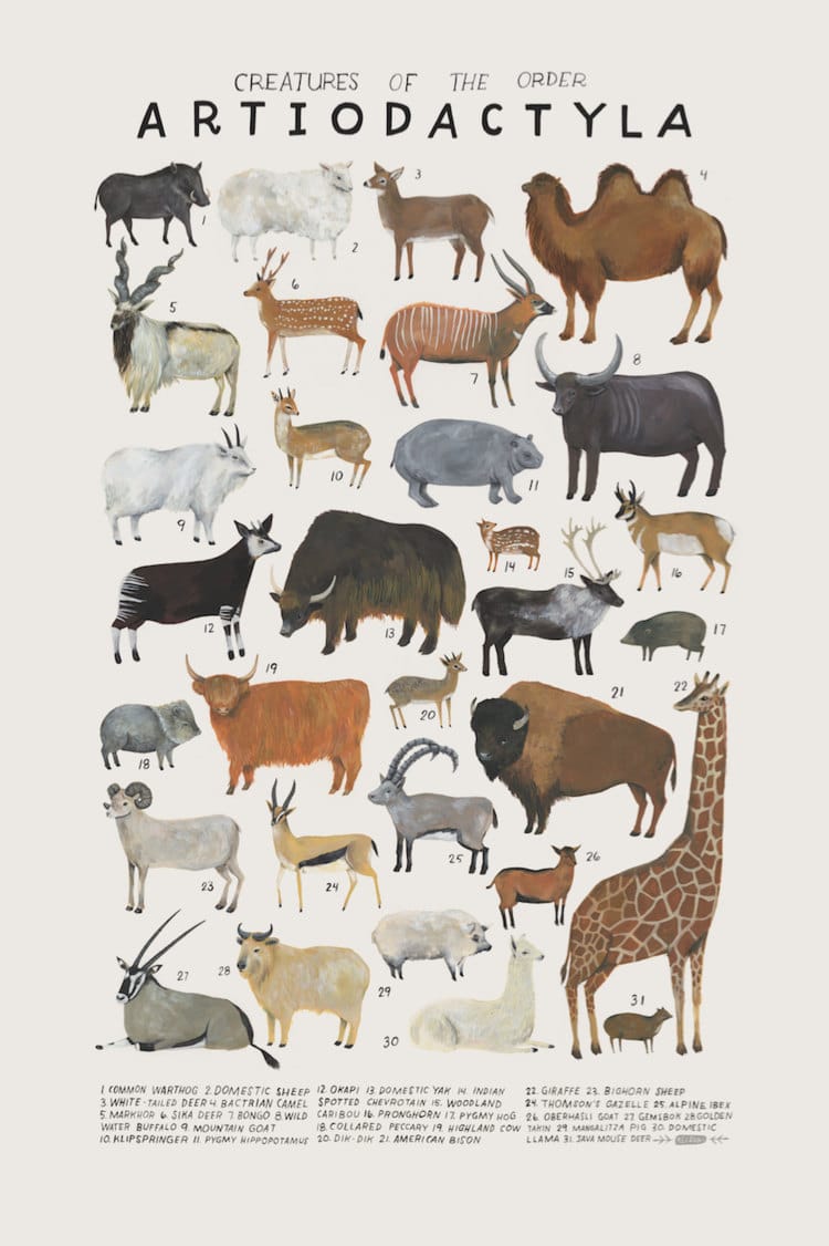 Animal Illustrations Animal Groups Kelsey Oseid