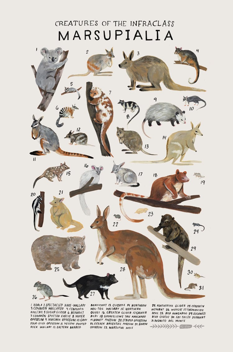 Animal Illustrations Animal Groups Kelsey Oseid