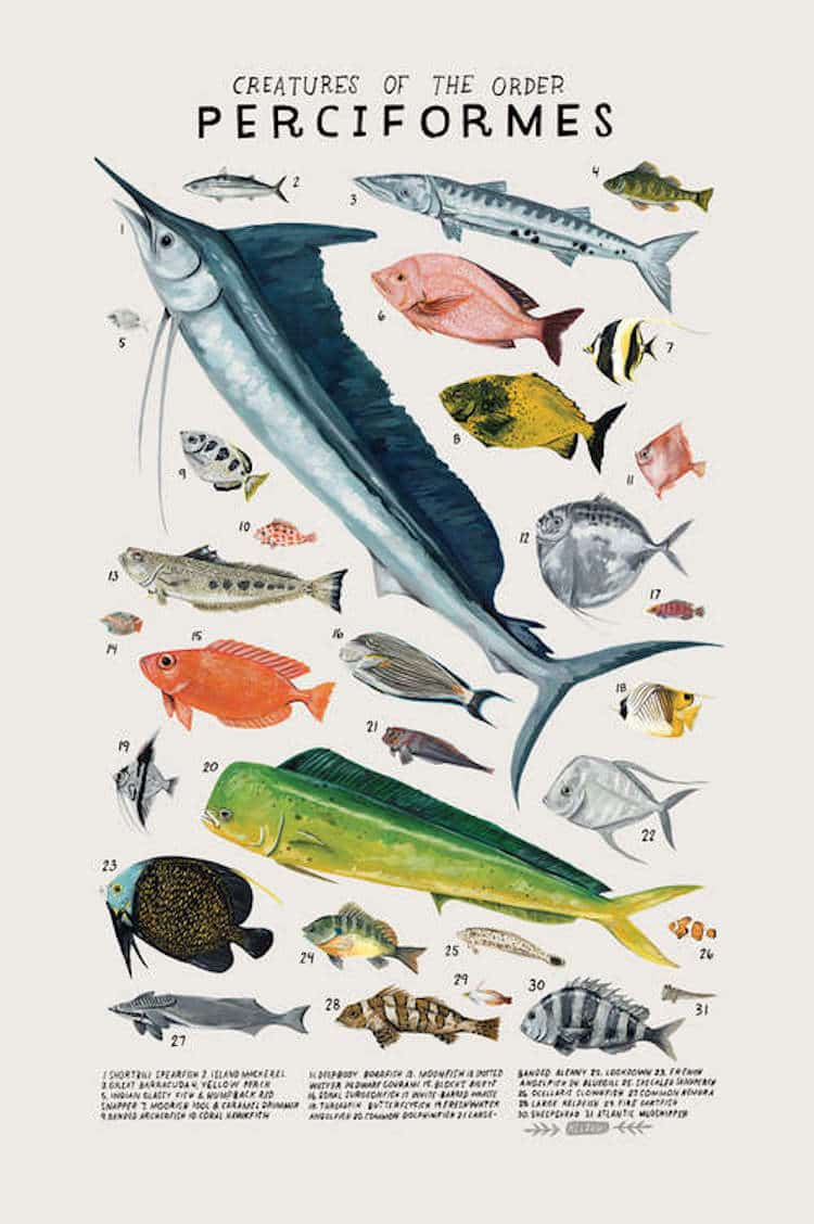 Animal Illustrations Animal Groups Kelsey Oseid