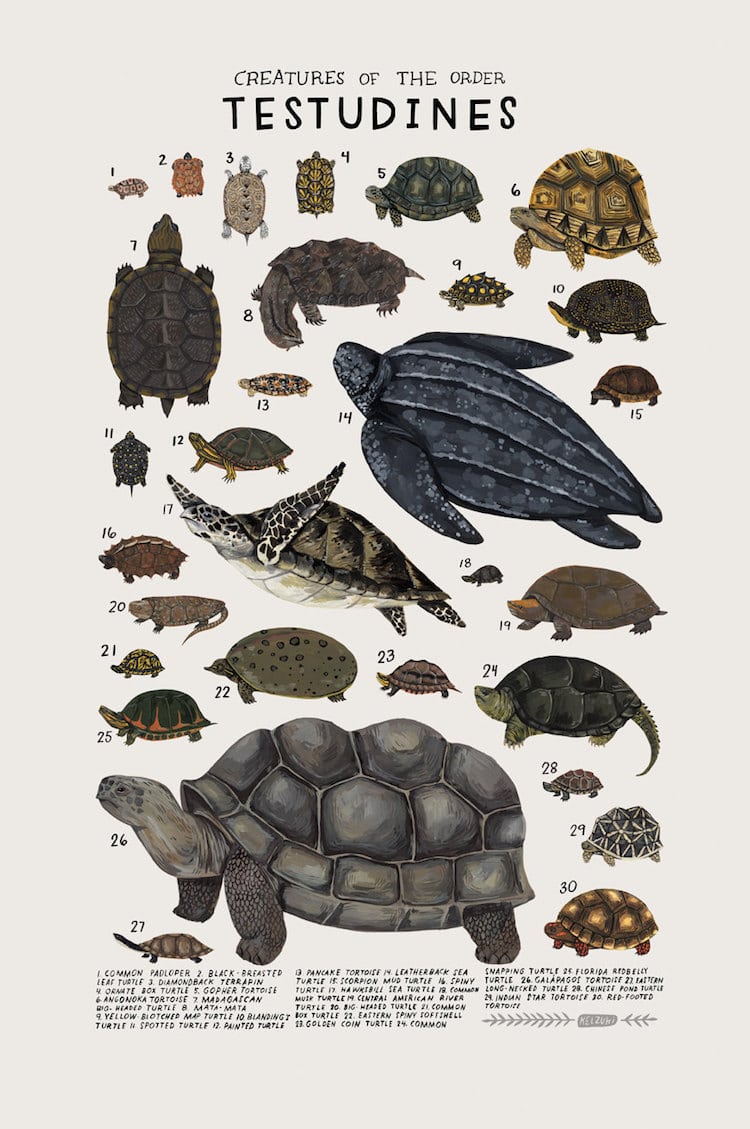 Animal Illustrations Animal Groups Kelsey Oseid