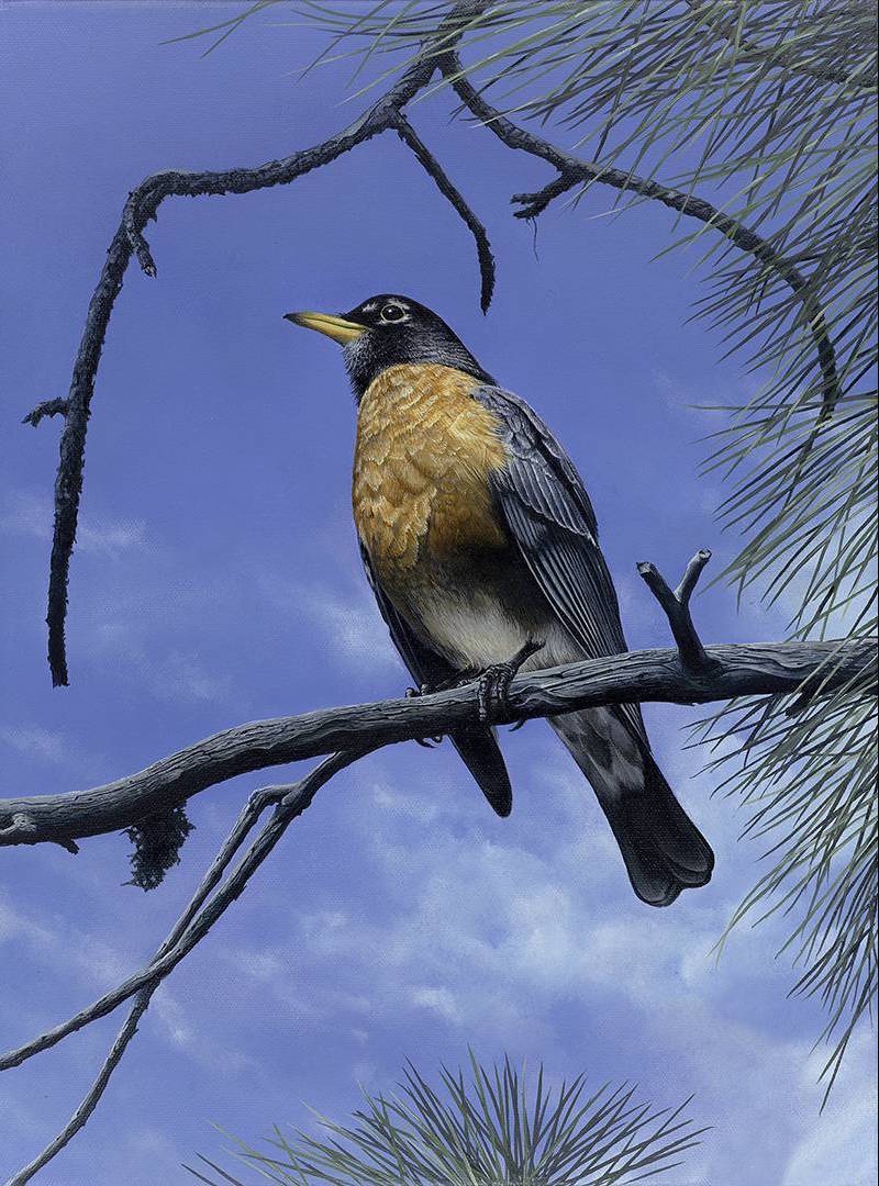 Tom Mital Wildlife Art Bird Painting