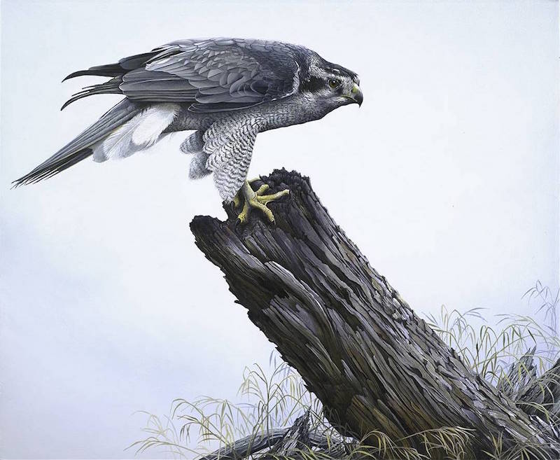 Tom Mital Wildlife Art Bird Painting