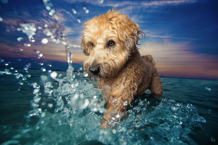 Canine Photography Shines In 2017 Dog Photographer Of The Year Contest