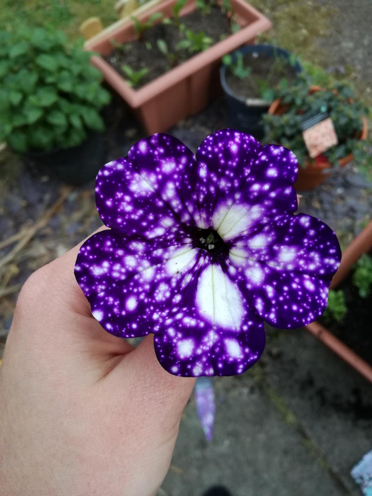 Night Sky Petunia Flowers Gardening