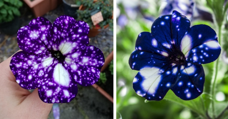 Night Sky Petunia Flowers Gardening