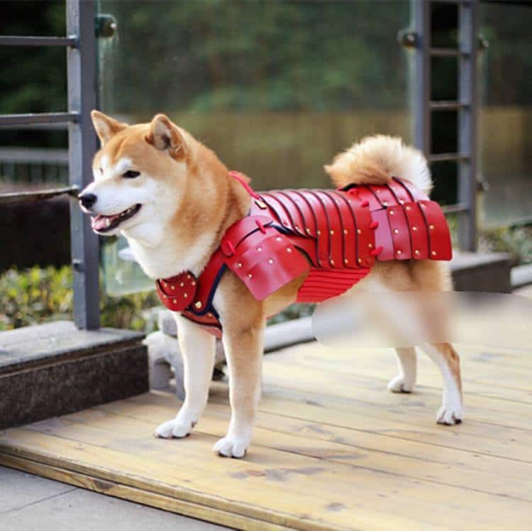 Samurai Pet Costumes Bring Out the 
