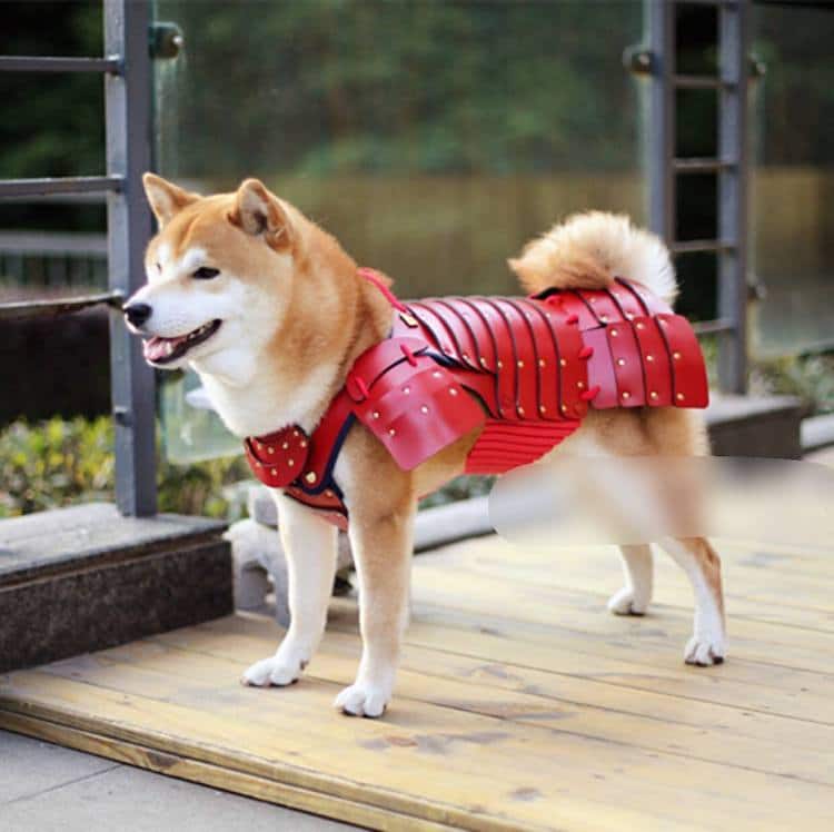 Samurai shop dog costume