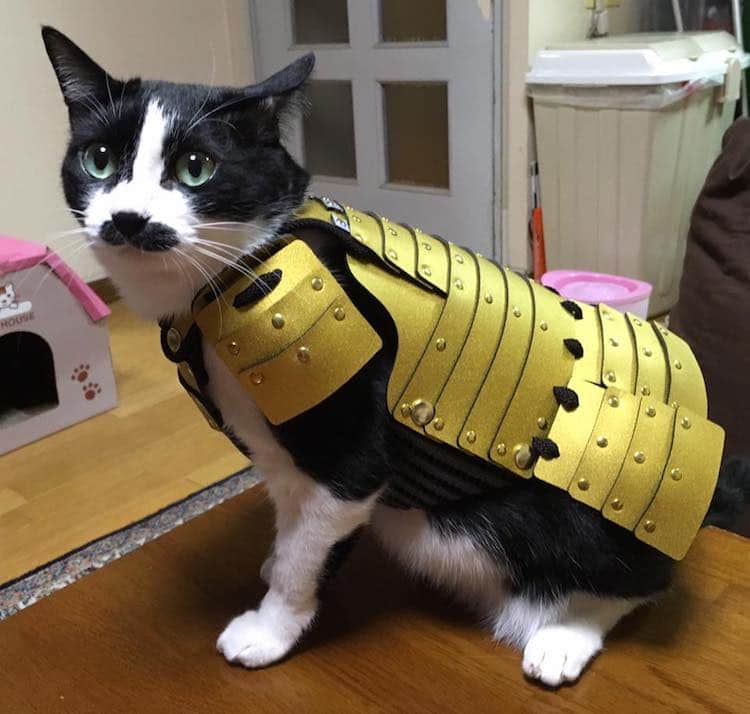 Costumes for Pets