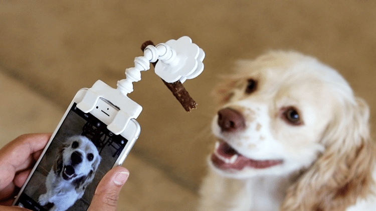Flexy Paw Phone Attachments Pet Photography Pet Portraits Animal Selfie