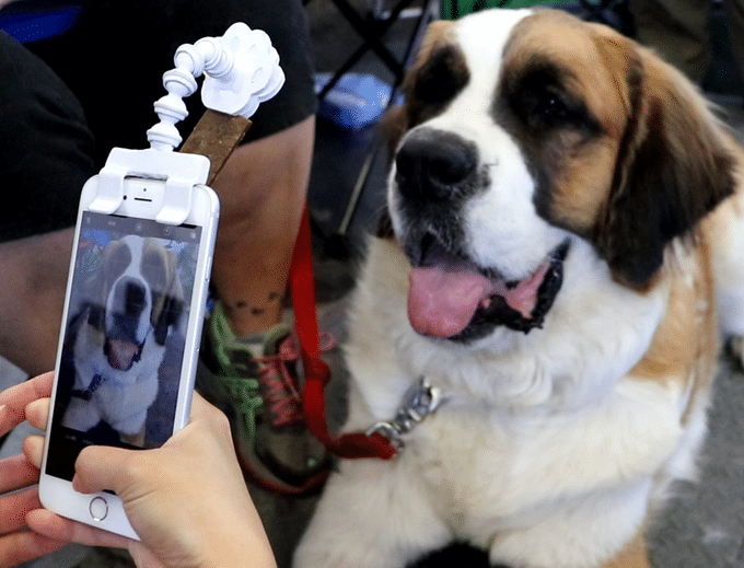 Flexy Paw Phone Attachments Pet Photography Pet Portraits Animal Selfie