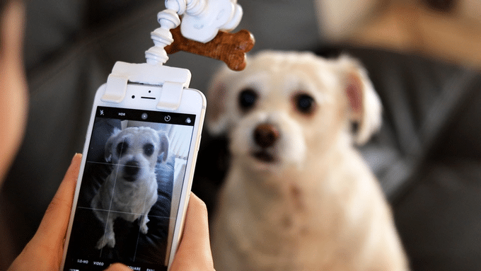 Flexy Paw Phone Attachments Pet Photography Pet Portraits Animal Selfie