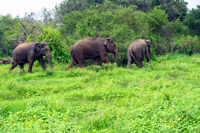 private wildlife sanctuary india sai sanctuary