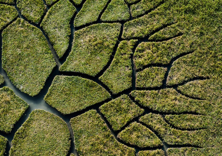 land art trees