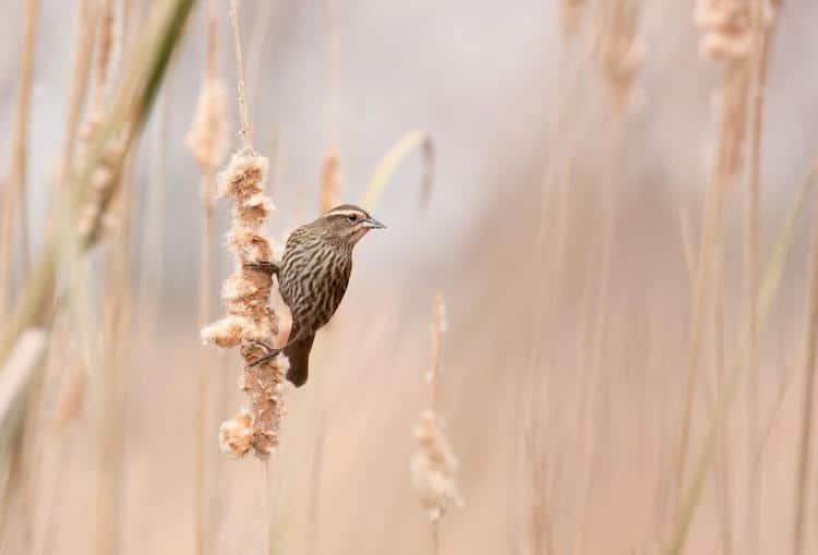 wildlife photography