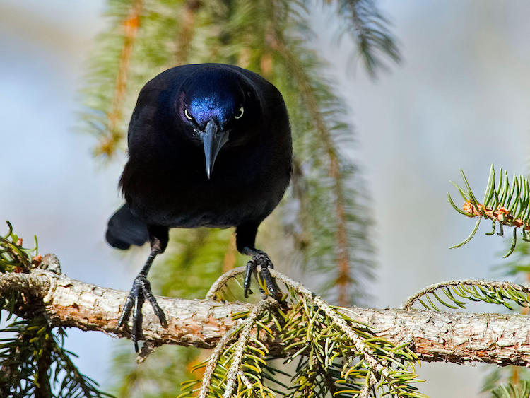 bird photography