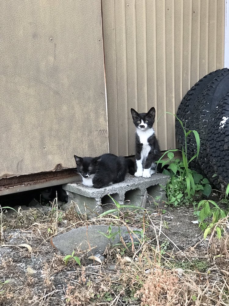 Weird cat in sales yard