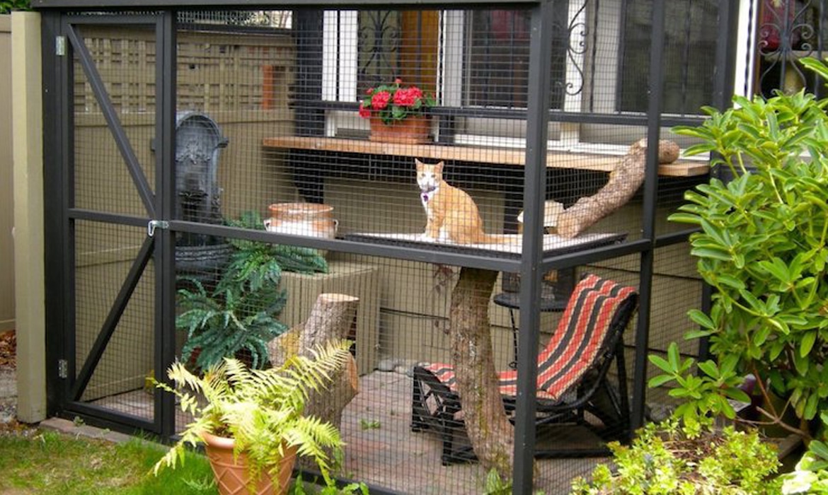 outdoor wooden cat patio