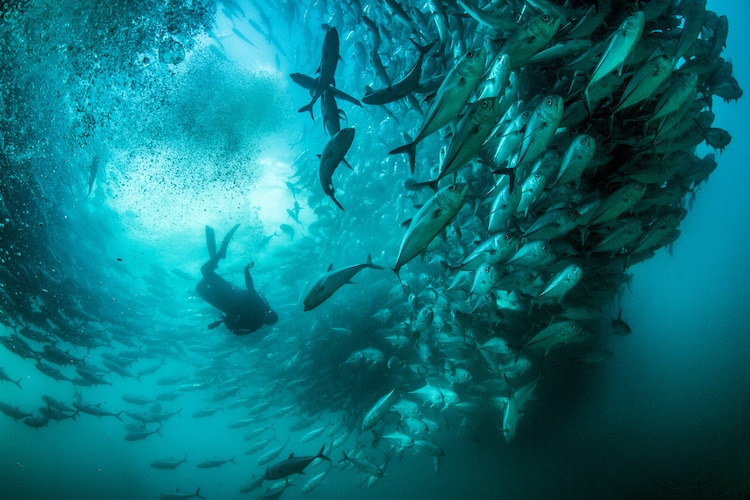 Cristina Mittermeier - National Geographic Photographer