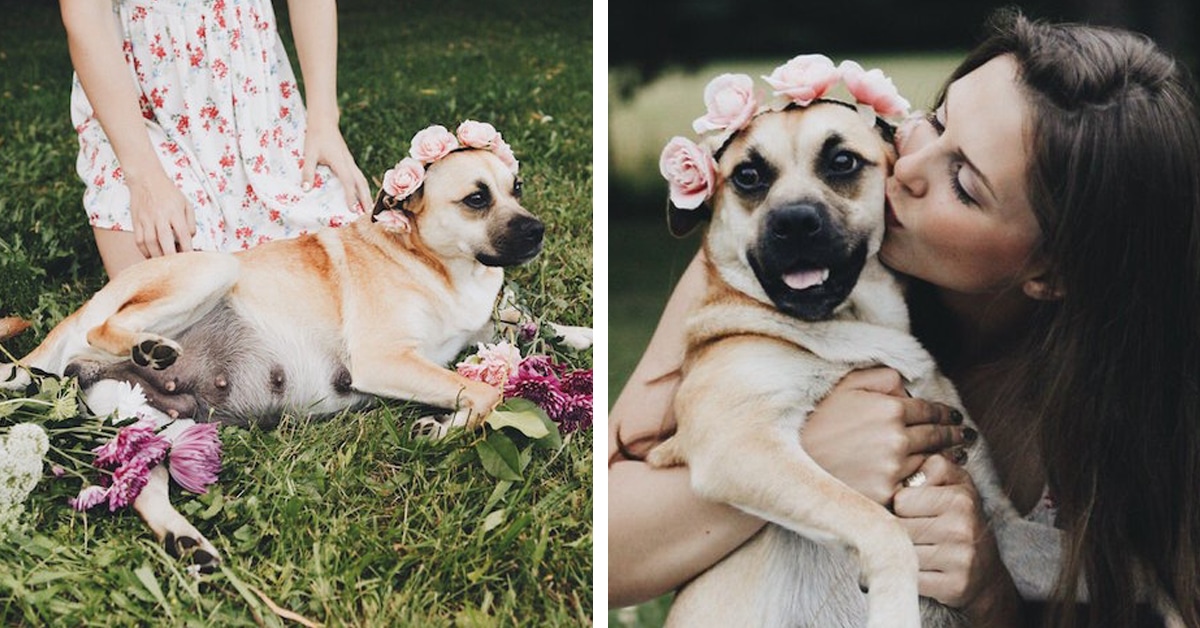 Pregnant Dog Stars in Adorable Dog Maternity Shoot