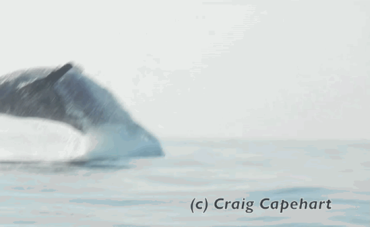 Humpback Whale Jump
