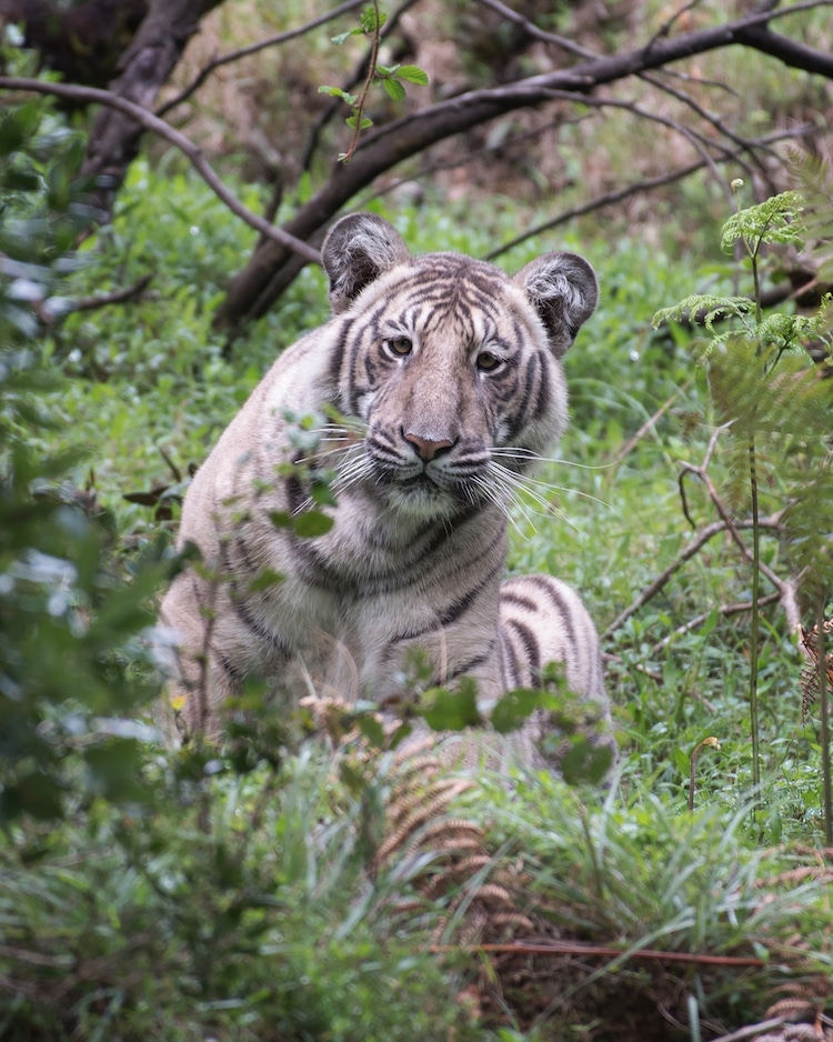 pale tiger rare animal