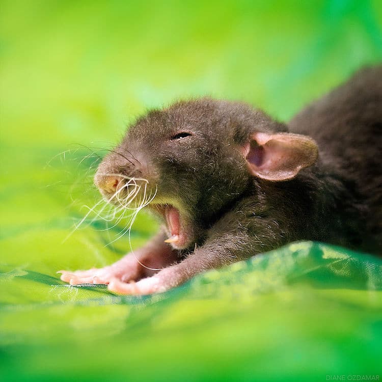 adorable pet rat photography