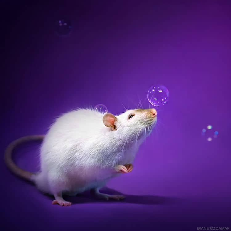 Cute Pet Fancy Rats