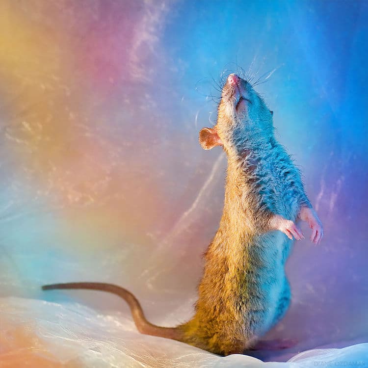 adorable pet rat photography