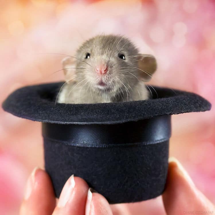 Cute Pet Rat Photos That Will Melt Your Heart by Diane Özdamar