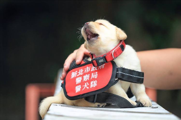 Puppy Police Dog