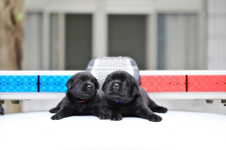 Police Puppy Training