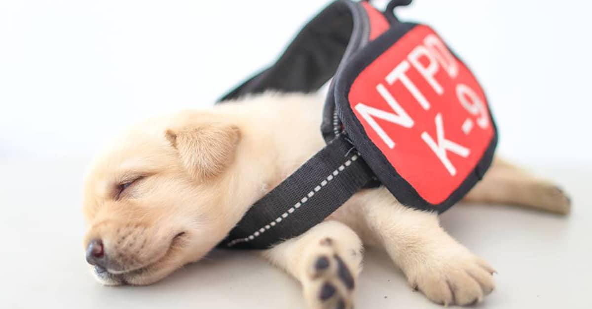 k9 police puppies