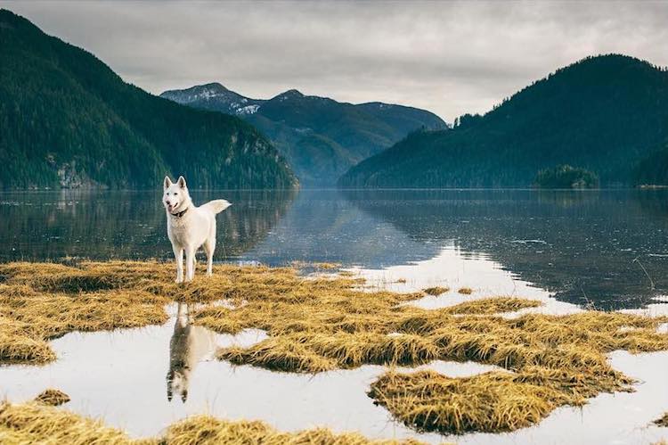 husky dog photo