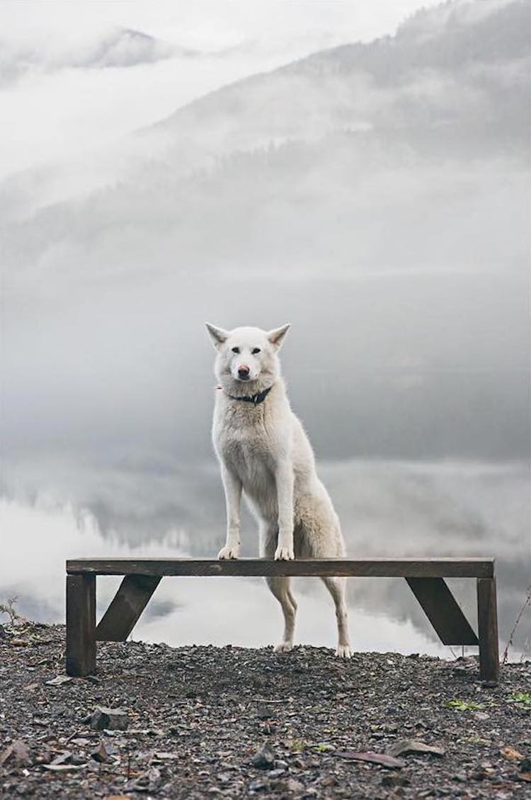 photo of white husky troy moth