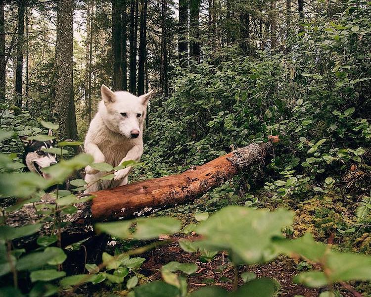 rescue dog photography troy moth