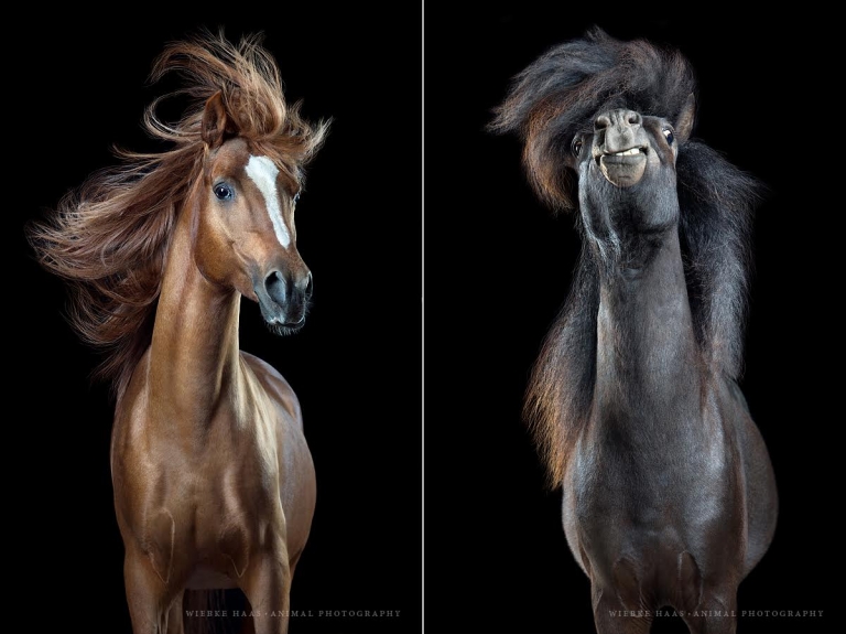 Photographer Captures Carefree Images of Horses Shaking Their Manes