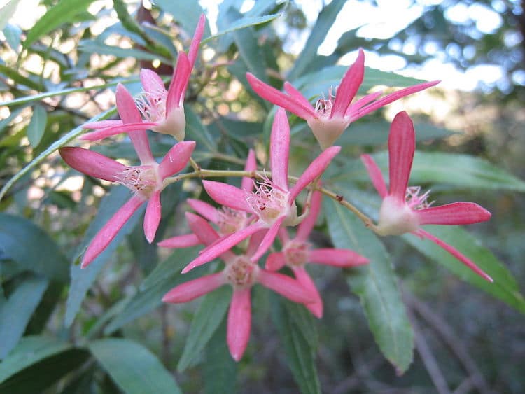 New South Wales Christmas Bush